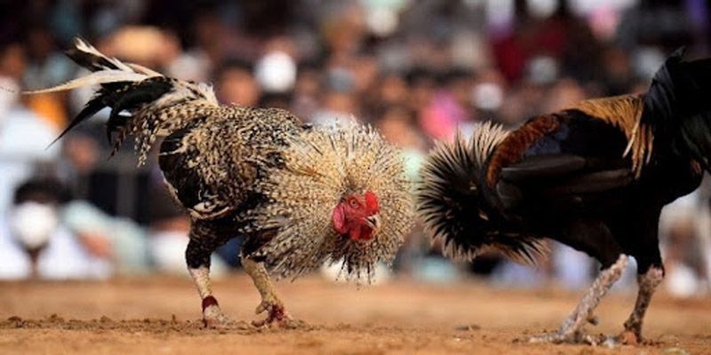Đá Gà Cựa Tròn - Tiết Lộ Mẹo Chơi Trăm Trận Trăm Thắng 4 Bật mí mẹo chơi đá gà cựa tròn tốt nhất
